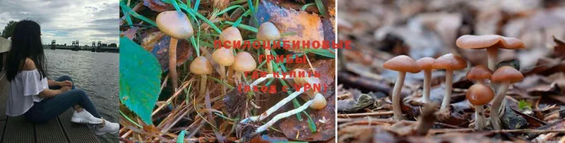 цена   Дальнегорск  Галлюциногенные грибы Psilocybe 